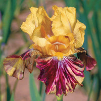 Ziggy Reblooming Bearded Iris