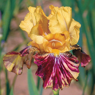 Ziggy Reblooming Bearded Iris