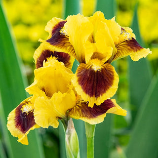 Ultimate Dwarf Bearded Iris Seeds