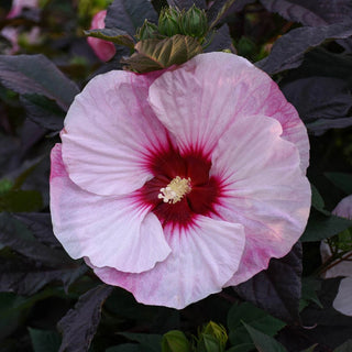 Perfect Storm Hibiscus