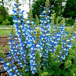 Azure Snow Salvia