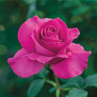 All My Loving Hybrid Tea Rose