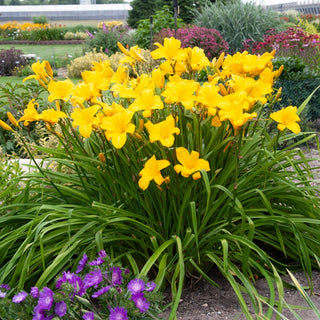 Buttered Popcorn Reblooming Daylily