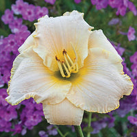 Early Snow Reblooming Daylily