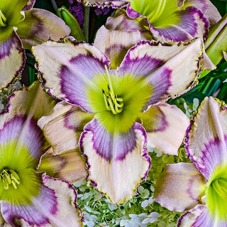 Handwriting on the Wall Reblooming Daylily