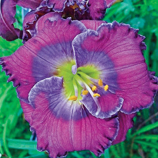 Lavender Blue Baby Reblooming Daylily