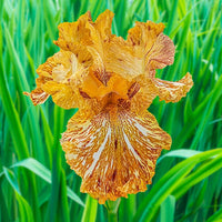 Tiger Honey Bearded Iris Seeds