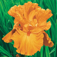 Edgefield Glow Bearded Iris