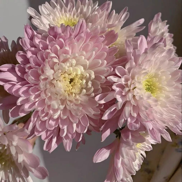 Aster chinensis 'Pink Tower' Seeds