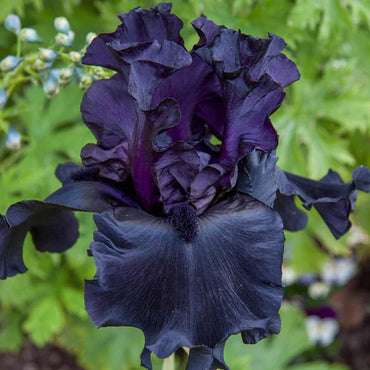 Black Suited Bearded Iris