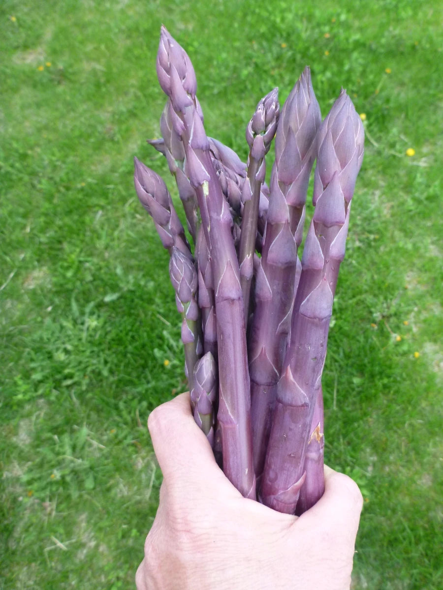 Asparagus- Purple (Crown)