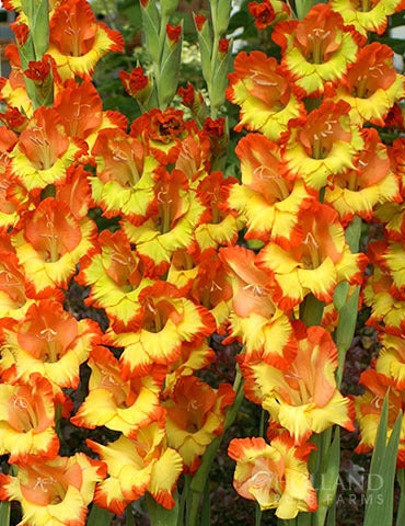 Orange Yellow Bulbs