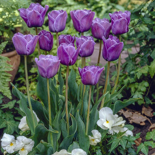 Bleu Aimable Tulip Seeds