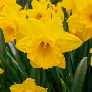 Yellow Trumpet Daffodil Super Sak Seeds