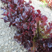 Annapolis – Lettuce Seed