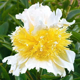 Top Brass Peony