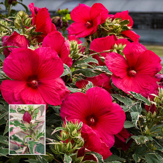 Summer Carnival Hibiscus