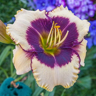 Blackthorne Reblooming Daylily