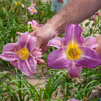 Garden Show Reblooming Daylily