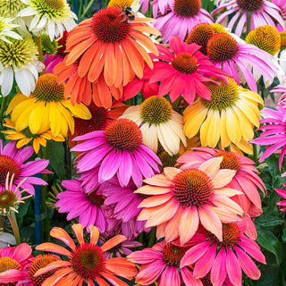 Cheyenne Spirit Coneflower Mixture