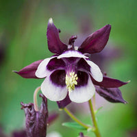 William Guiness Columbine