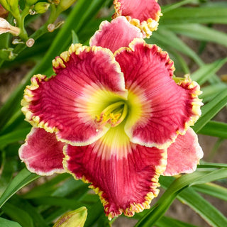 Born to Run Reblooming Daylily