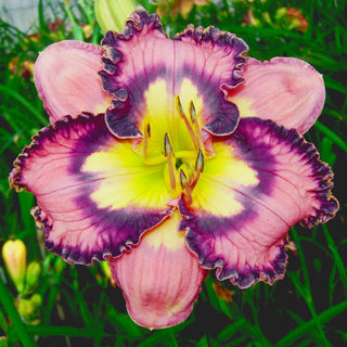 Making Magic Reblooming Daylily