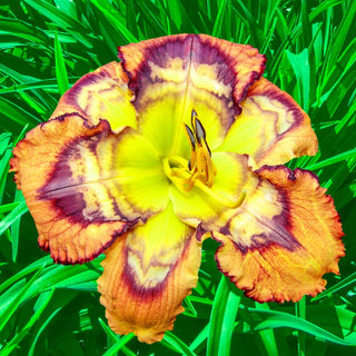 Trembler Reblooming Daylily