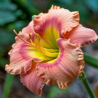 Elegant Candy Reblooming Daylily