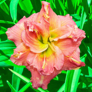 Lilylands Melon Sorbet Daylily