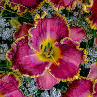 Raspberry Eclipse Reblooming Daylily