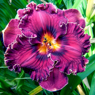 Voyager Reblooming Daylily