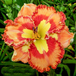 Mexican Fiesta Reblooming Daylily