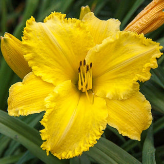 Erin Lea Reblooming Daylily