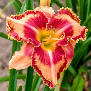 Lake of Fire Daylily