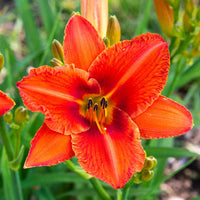 Alabama Jubilee Daylily