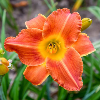 Bright Sunset Daylily