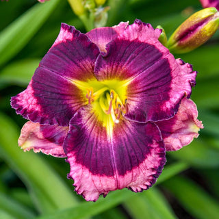 Storm Shelter Reblooming Daylily