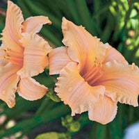 Apricot Sparkles Daylily