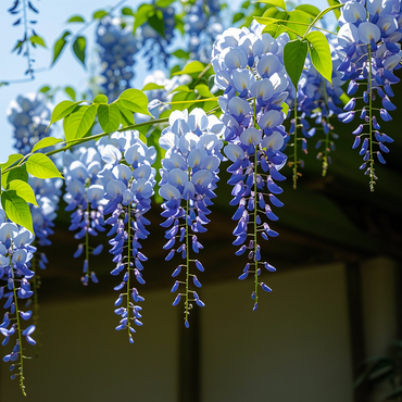 Blue Wisteria Seeds