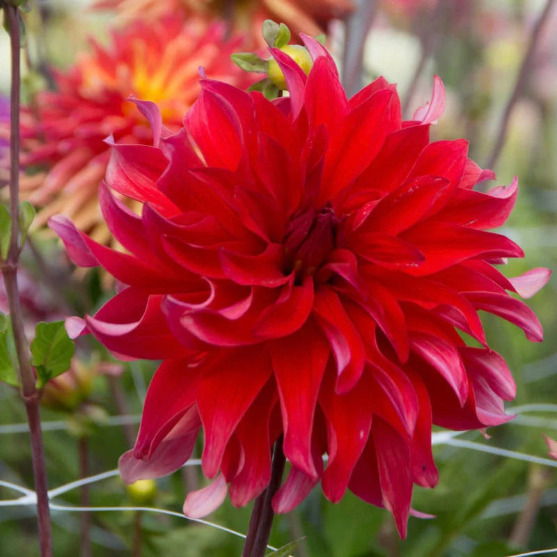 Babylon Red Dahlia