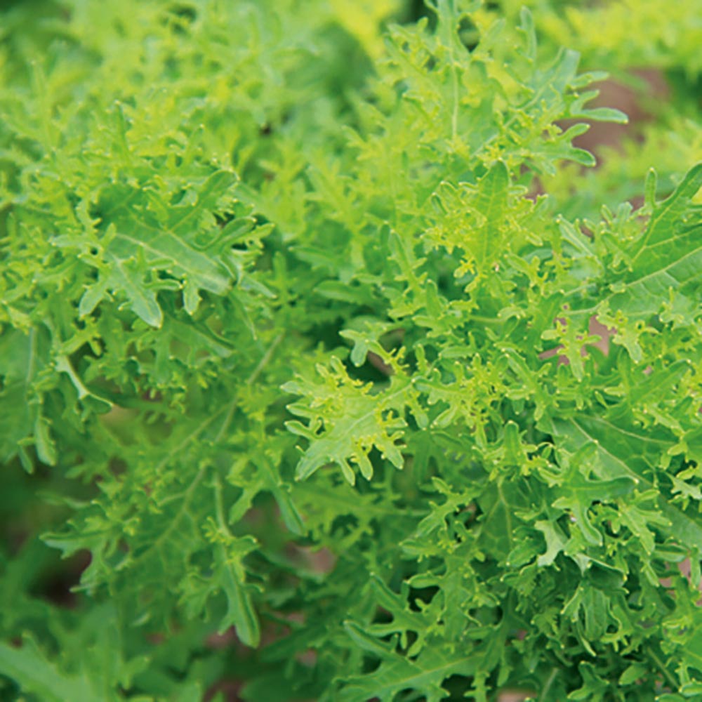 Chinese Mustard- Golden Streaks