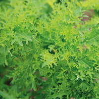 Chinese Mustard- Golden Streaks