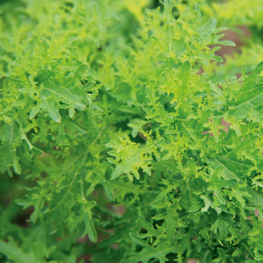 Chinese Mustard- Golden Streaks