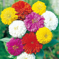 Zinnia State Fair Mix Seeds