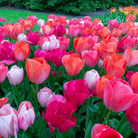 Van Eijk Tulip Mixture Seeds