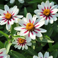 Zinnia Seeds