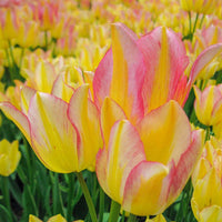 Antoinette Tulip Seeds