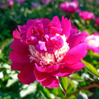 Top Hat Peony