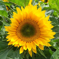 Sunrich Gold – Sunflower Seed